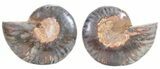 Split Black/Orange Ammonite Pair - Unusual Coloration #55582-1